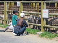 小動物とのふれあい事業1