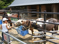 小動物とのふれあい事業2