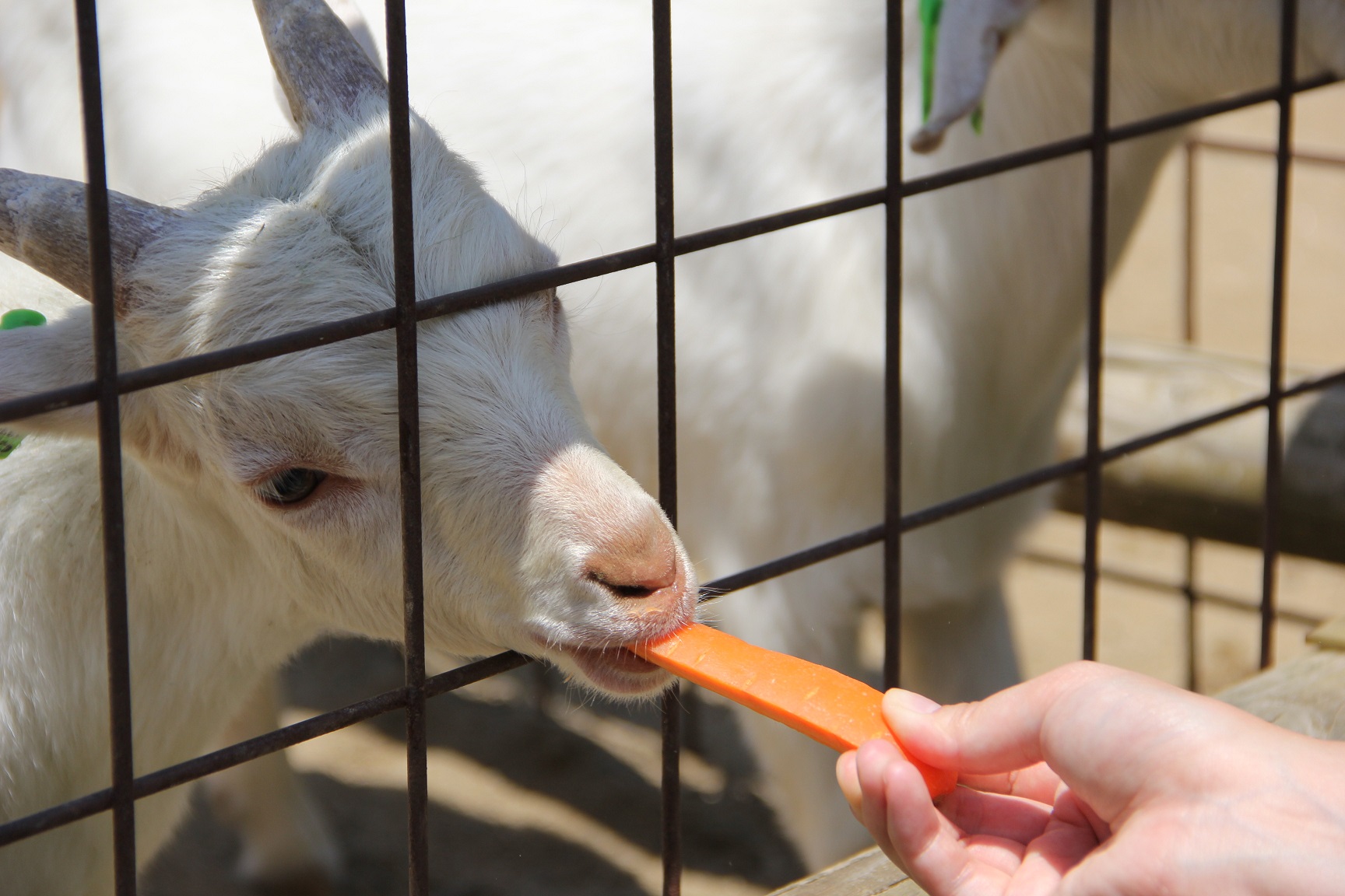 動物のエサやり体験